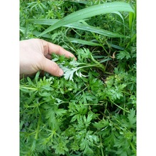 艾草种子种籽孑苗盆栽食用艾草苗新鲜种植苗秧艾蒿草艾叶盆栽秧苗