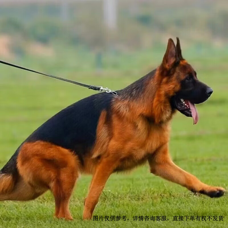 旺园兴纯种德牧幼犬弓背黑背德国牧羊犬大型狼狗猎犬活体宠物狗