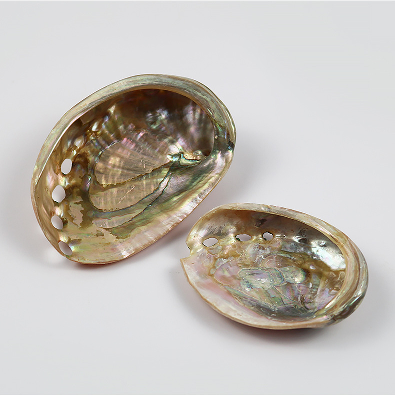 天然红花鲍鱼壳鱼缸造景水族箱装饰创意摆件海螺贝壳拍摄道具批发