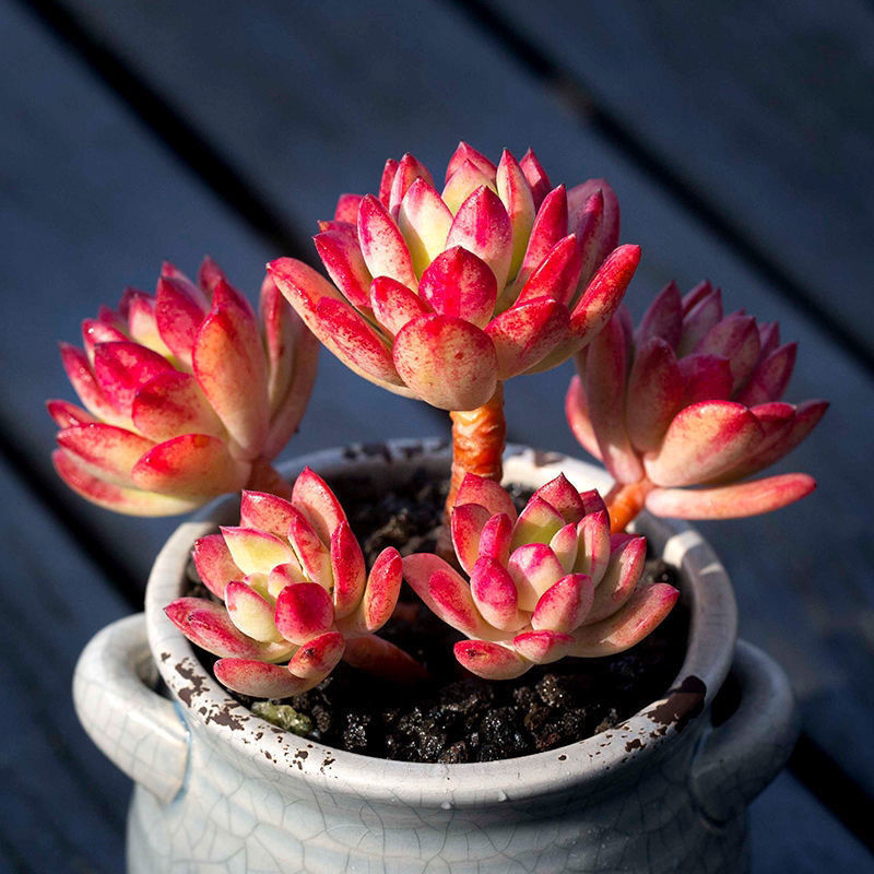 蟹蟹家 多肉 红稚莲 多肉植物花卉绿植盆栽植物