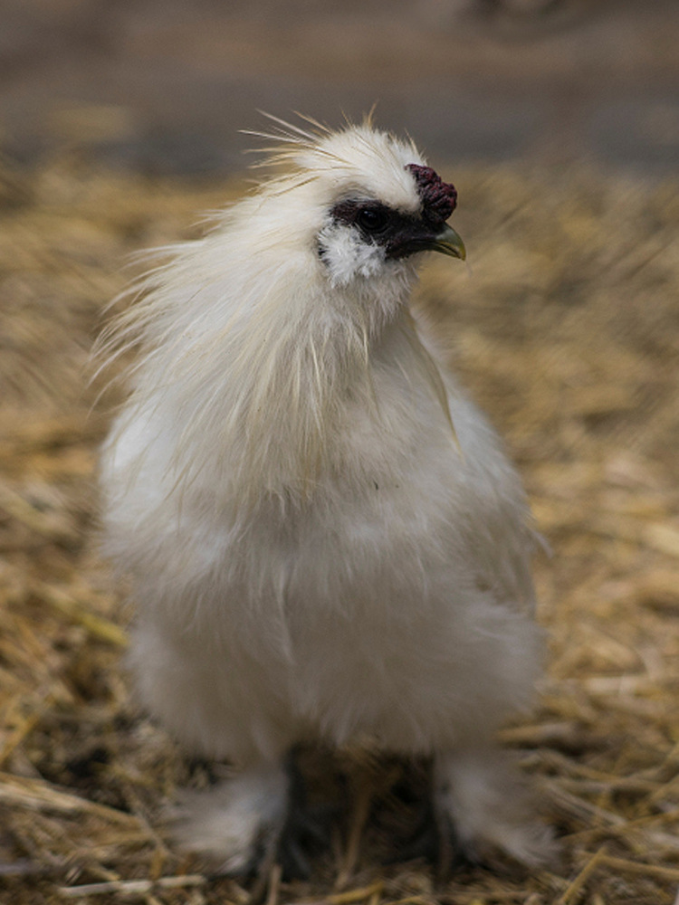 买一送一泰和乌鸡农家散养土鸡江山白毛乌骨鸡新鲜现杀乌鸡包邮