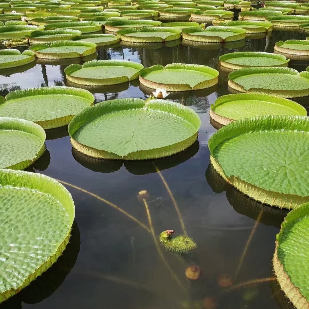 睡莲荷花水生植物基地 湿地景观工程 河道净化水质