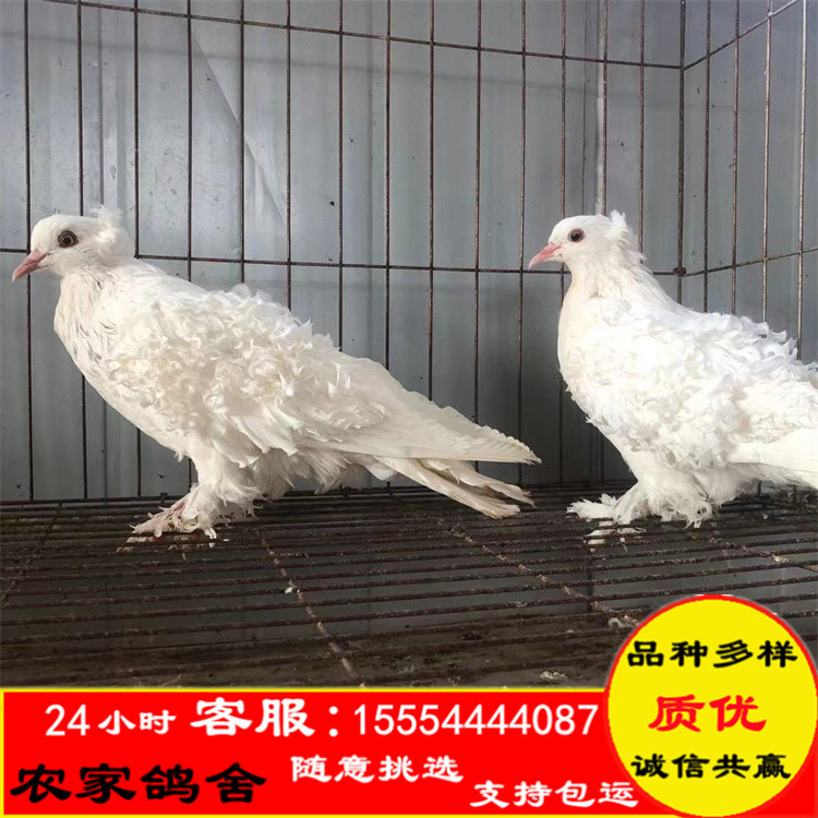 毛领观赏鸽养殖,彩背观赏鸽养殖基地 优质品种观赏鸽价格-阿里巴巴