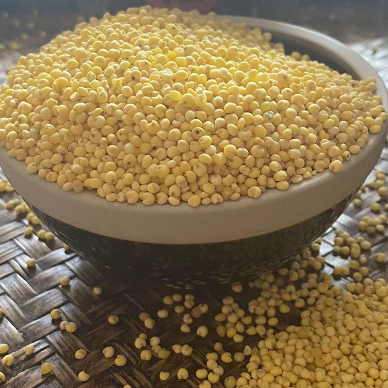 纯大黄米新米糯米2021新粘黏黄米年糕蔚县特产杂粮5斤藜麦粽子米