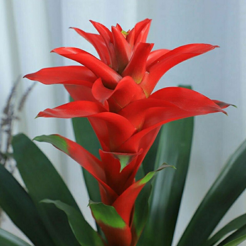 鸿运当头盆栽水培植物四季长青吸甲醛净空气客厅室内桌面绿植花卉