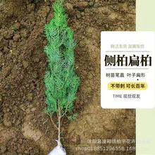 侧柏树苗扁侧柏树松柏树苗庭院绿化侧柏叶柏树绿化苗木四季长青苗