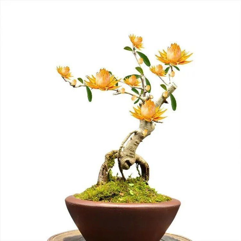 天然檀香木平安聚财纳福金莲花地栽盆栽耐旱耐寒南北种植驱除蚊虫