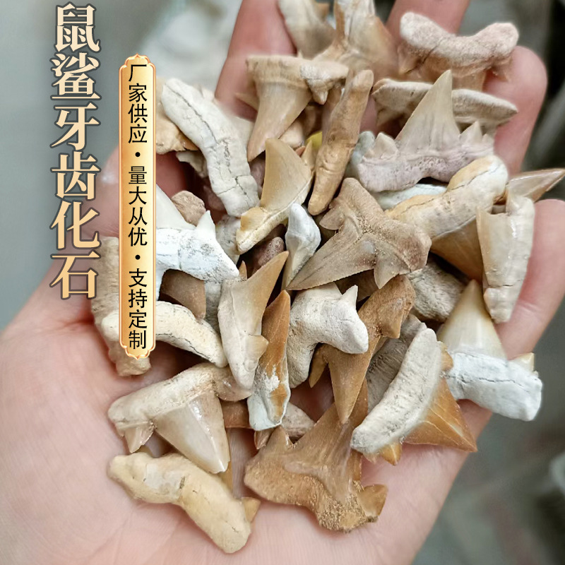 厂货摩洛哥鲨鱼牙齿 海洋化石标本鼠鲨锥天然菊石批发恐龙古生物