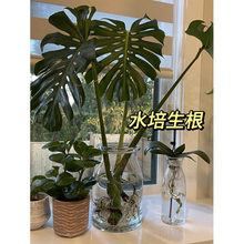 客厅绿植龟背竹~水培龟背竹植物办公室室内~吸甲醛水养春羽绿植