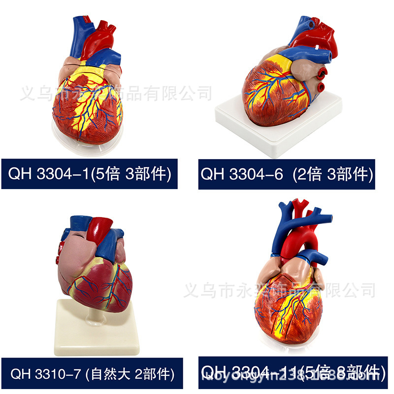 QH Heart Model Junior and Senior High School Biological Model Science and Education Instrument Teaching Medical Display Demonstration