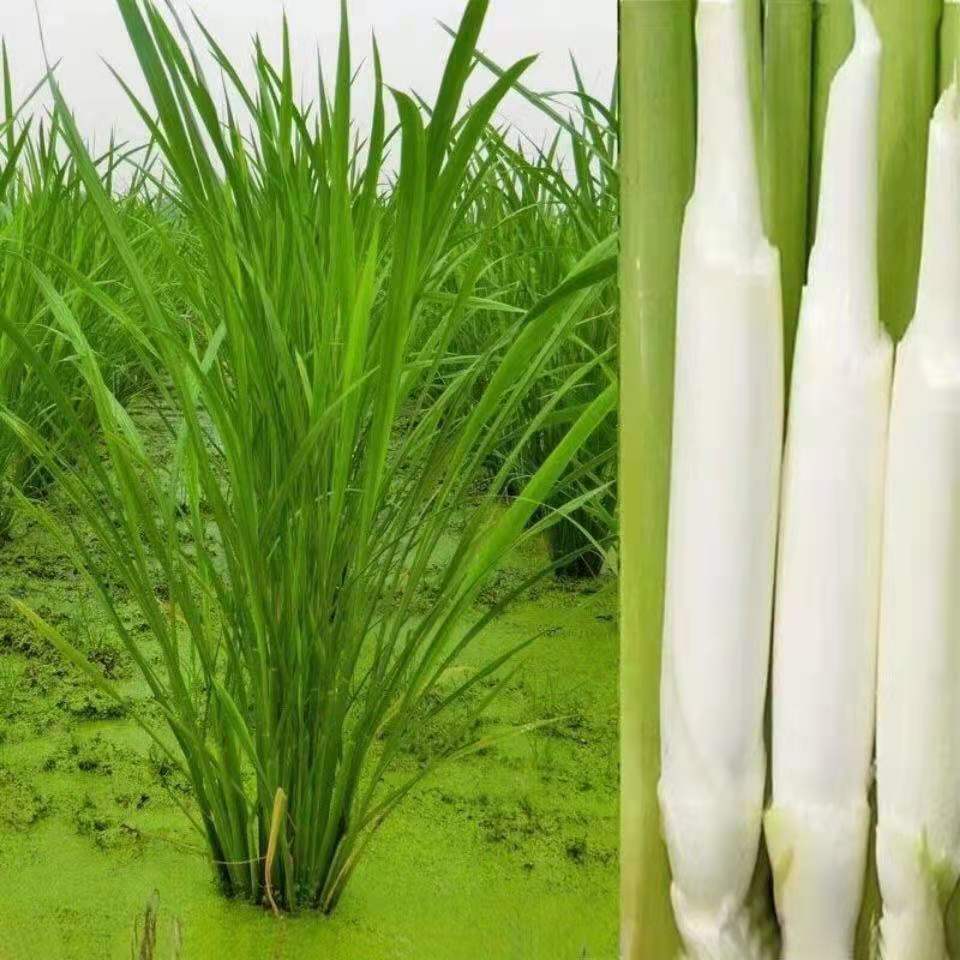 带箱5斤冷水茭白上市新鲜茭白包邮农家蔬菜现摘产茭瓜水中参批发