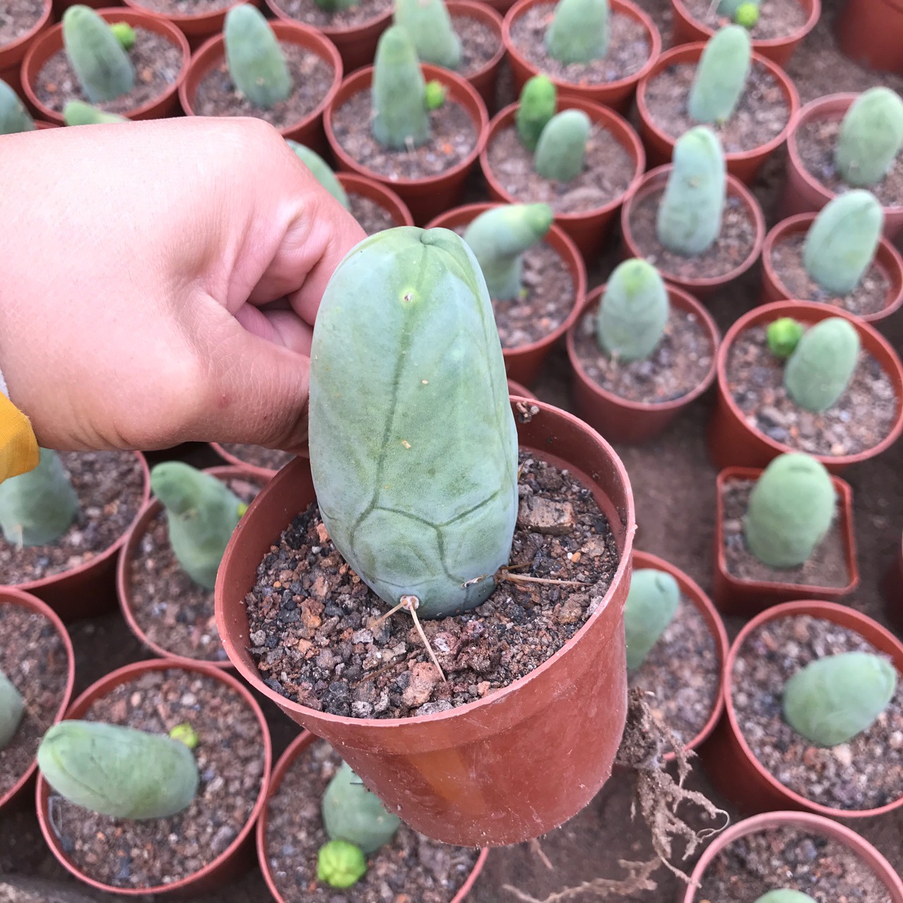 仙人球程程柱程城柱仙人球仙人柱多肉植物小盆栽