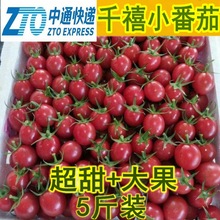 千禧圣女果新鲜小番茄5斤水果当季整箱包邮蔬菜生吃自然熟3西红柿