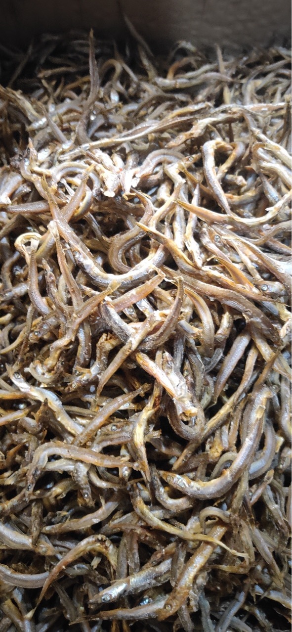 深海面条鱼 跑江湖展会地摊深海面条鱼鱼干干鱼牙签鱼