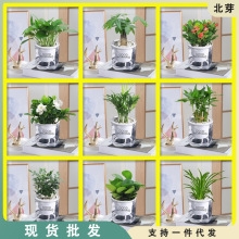 。绿箩芦荟栀子花卉绿植水培室内小盆栽植物发财树富贵文竹多肉植