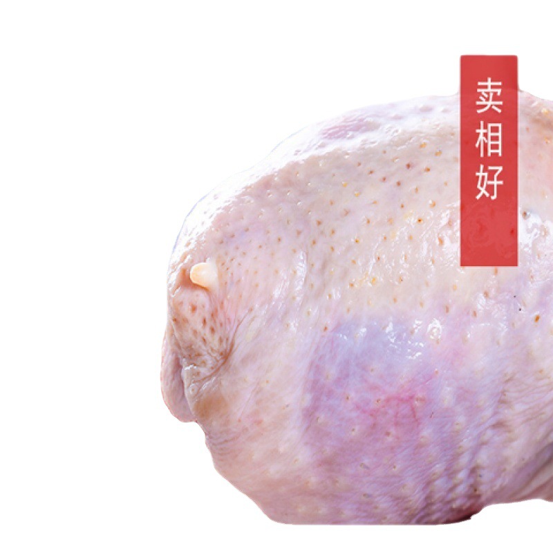 大放血现杀去内脏现杀新鲜白条鹌鹑肉乳鸽烧烤