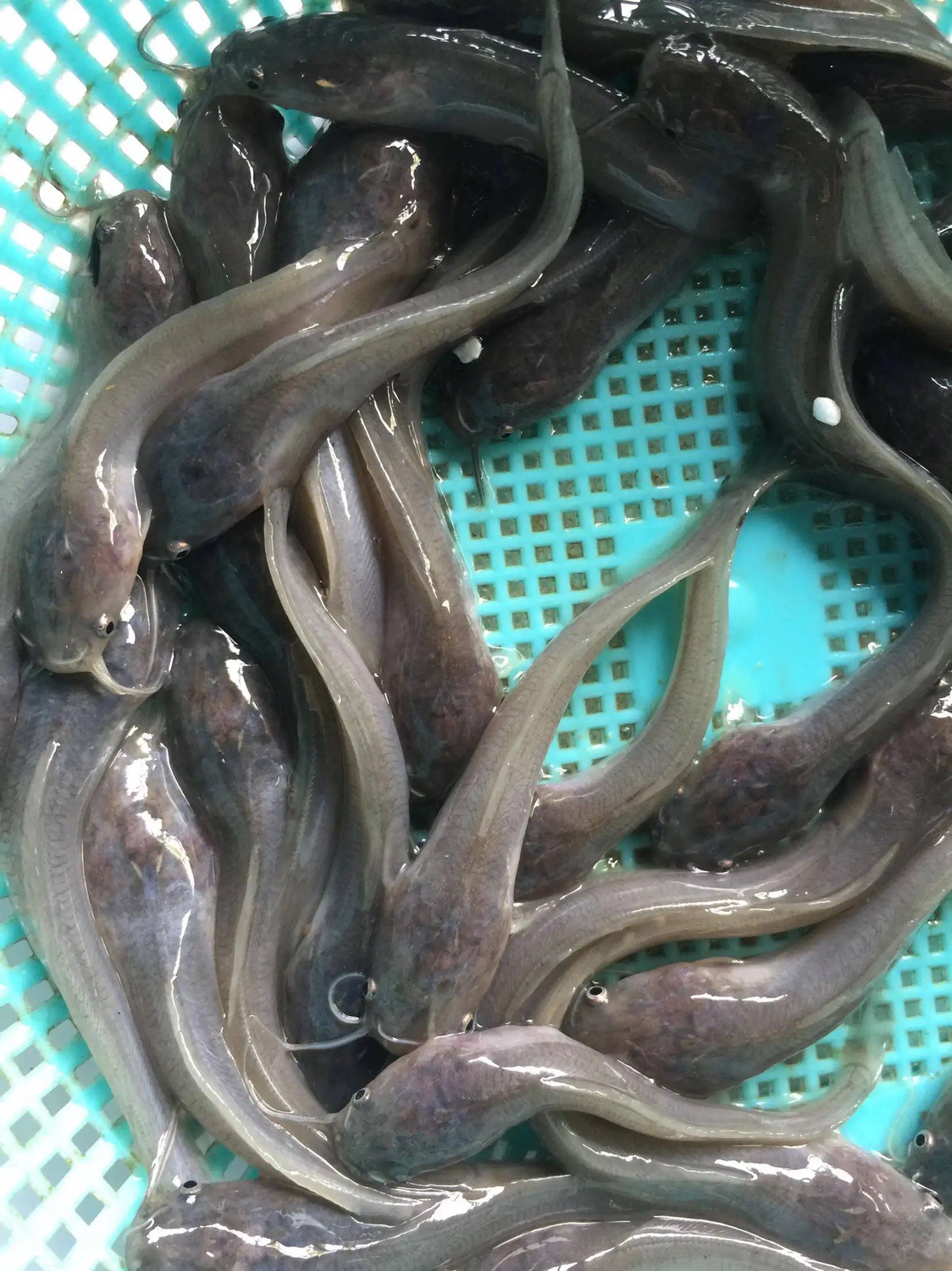 鲶鱼苗八须鲶鱼革胡子鲶鱼埃及塘鲺鱼苗塘虱鱼凶猛大型鱼活体淡水