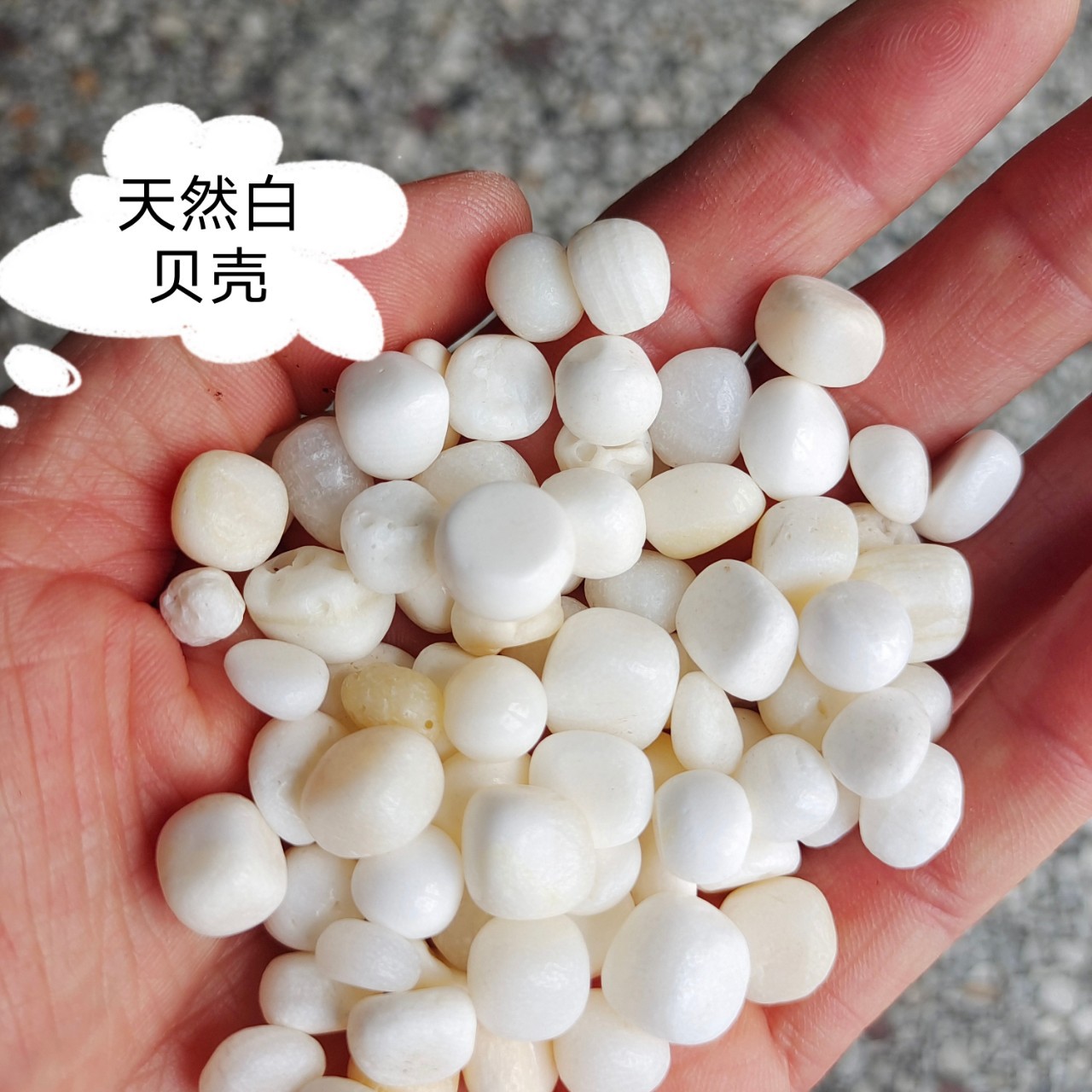 贝壳白贝壳图片