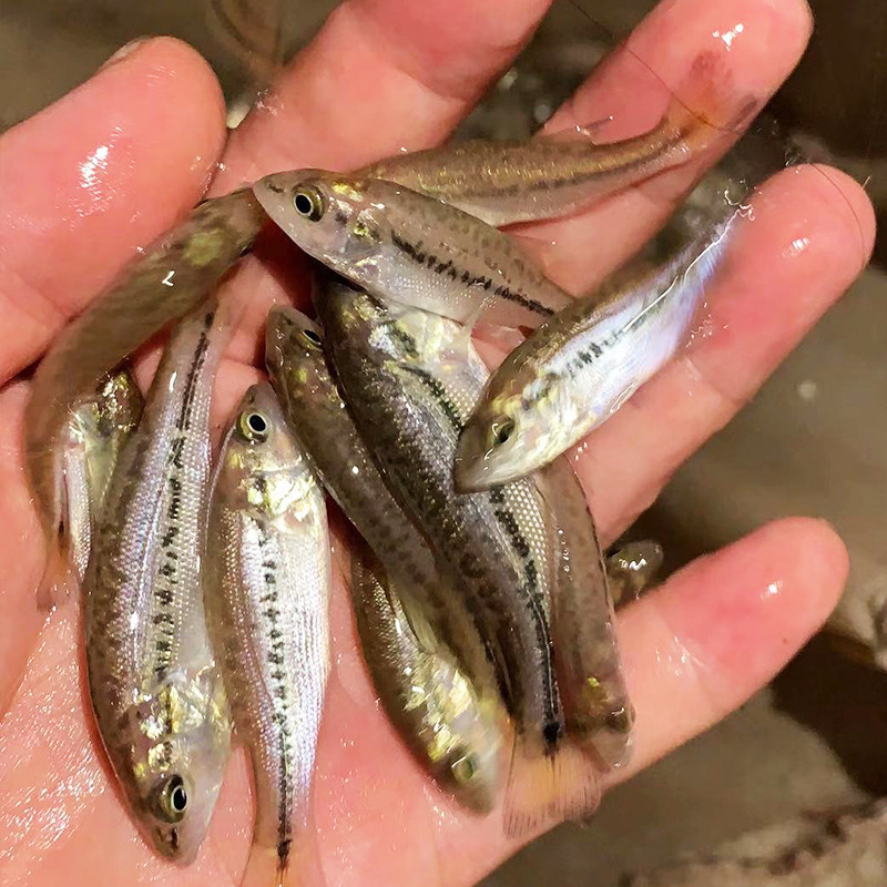 鲈鱼苗淡水鲈鱼鱼苗大口黑鲈路亚鱼苗优鲈5号凶猛活体养殖加州鲈