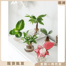 水培植物水养吉利红小铁树办公室内好养绿植花卉桌面盆栽