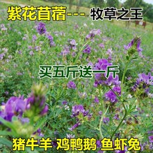 紫云英种子 红花草食用野菜 养蜂蜜源 绿肥植物紫花苜蓿牧草种子