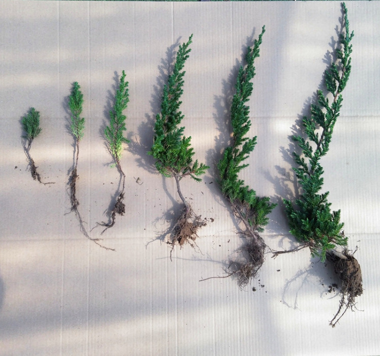 地柏树苗盆景素材苗庭院盆栽四季常青耐寒柏树植物铺地爬地柏