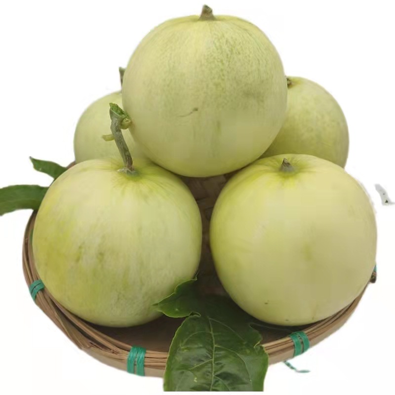 云南郁金香甜瓜新鲜水果脆甜多汁小香瓜白皮蜜瓜一件代发