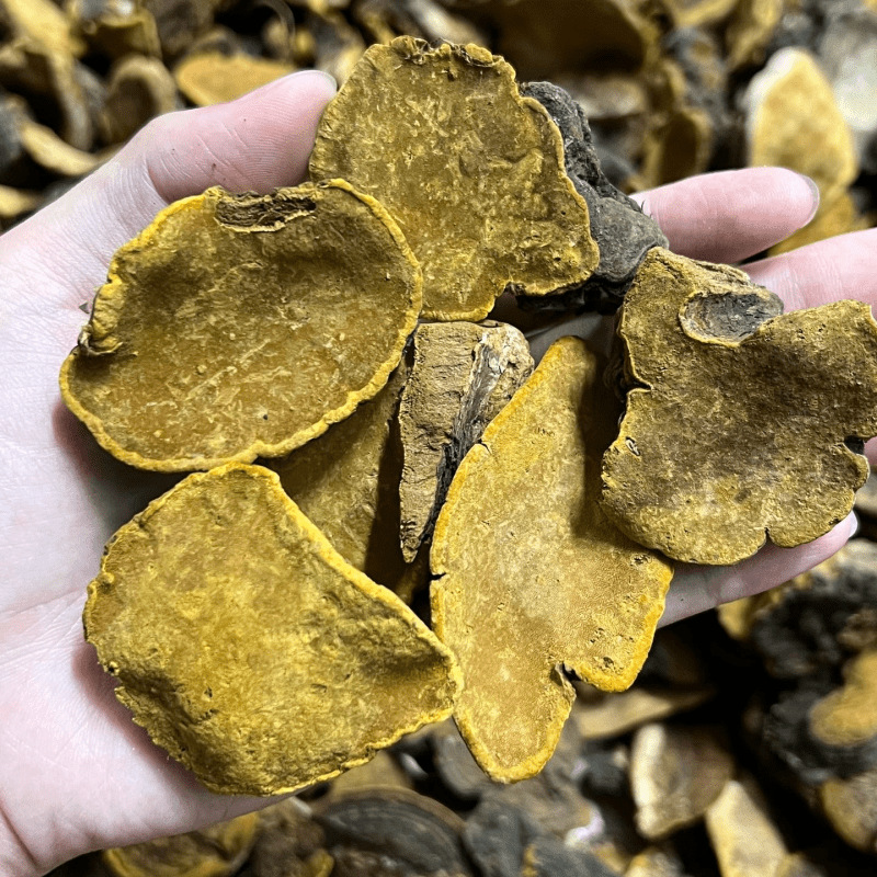 助农西藏桑黄野外深山桑树采摘灵芝整朵小桑黄药食同源滋补品批发