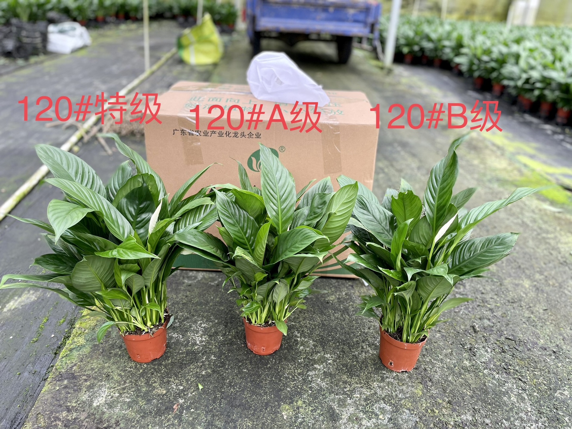 批发120#美酒白掌一帆风顺办公室桌面室内四季常青吸甲醛绿植