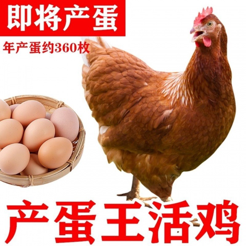 即将产蛋】产蛋王海兰褐蛋鸡活鸡半大青年鸡下蛋母鸡包活到家