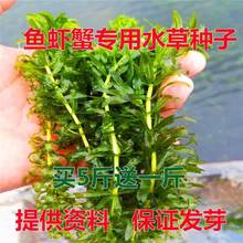 Packet germination fish pond water plant seeds Erythrina跨境
