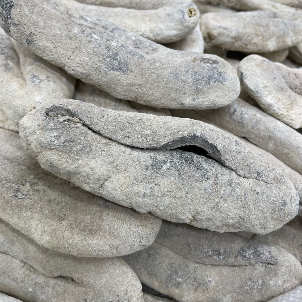 渠道直销猪婆参乌石参白石海参白猪婆 海味干货3一4头5一6头