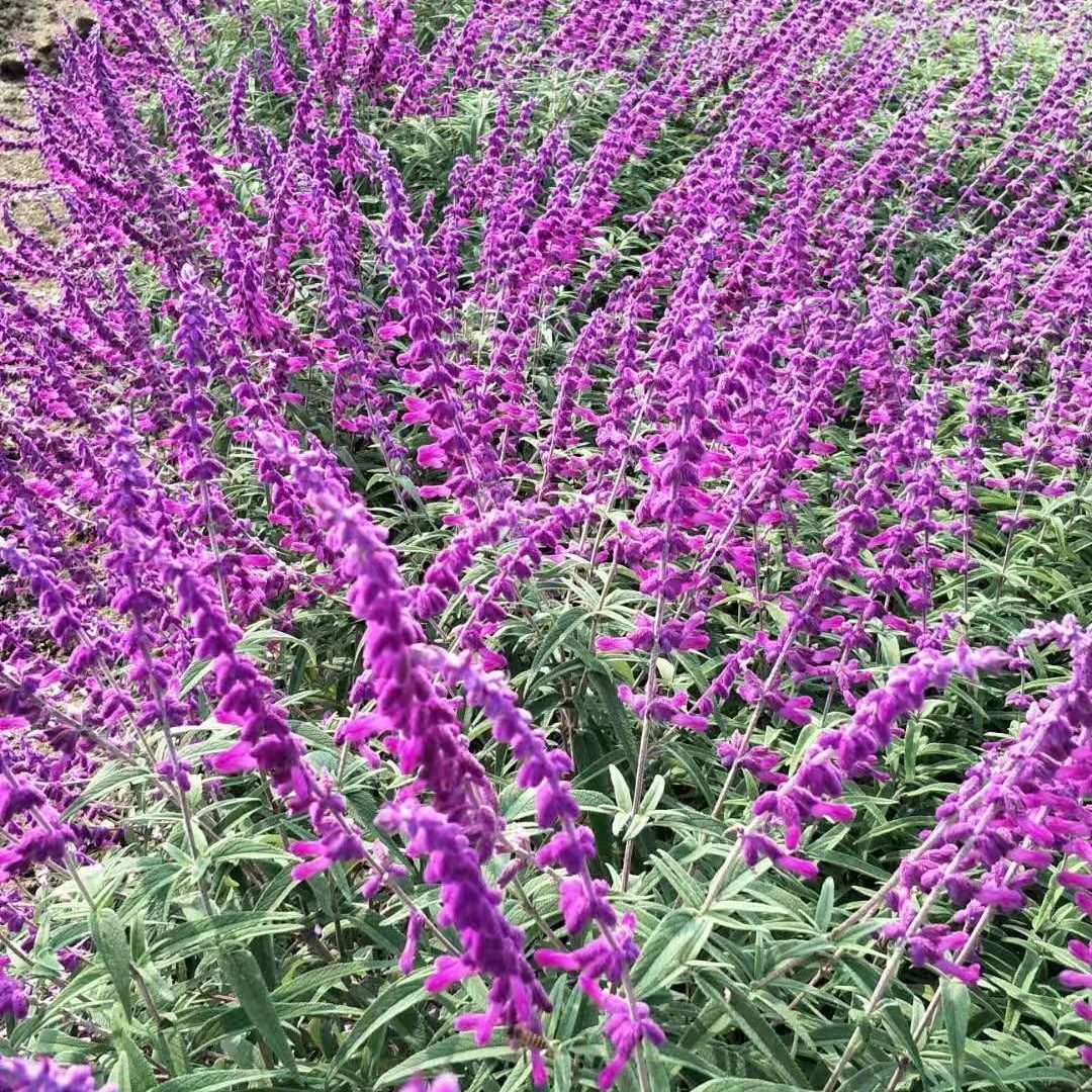 墨西哥鼠尾草精品花苗盆栽多年生四季开花阳台庭院耐寒