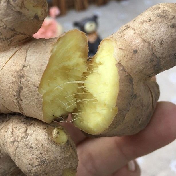 正宗博爱怀姜新鲜生姜老姜原产地发货月子姜黄姜1斤2斤3斤5斤装