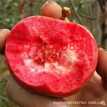 基地批发 红宝石苹果苗 地栽盆栽红肉苹果南北方种植庭院好成活