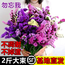 干花花束真花装饰摆件客厅摆设鲜云南天然风轻奢满天星勿忘我跨境