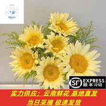 向日葵鲜花批发云南昆明基地直发鲜花批发摆摊鲜花团购教师节礼物