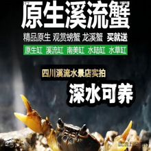 冷水观赏蟹淡水原生溪流蟹山螃蟹河蟹水族迷你小螃蟹龙溪蟹吃残食