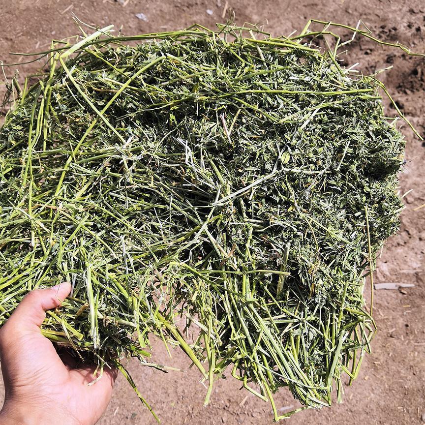 苜蓿草捆烘干紫花羊蓿草干草牛畜家马苜驼植物性饲料一捆40斤左.