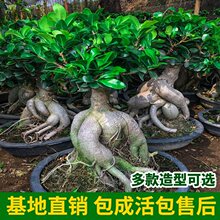 榕树盆景大人参榕绿植金钱榕盆景大型老桩盆栽客厅办公室花卉基地