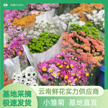 小雏菊鲜花花店摆地摊社区团购节日雏菊鲜花批发云南鲜花基地直发