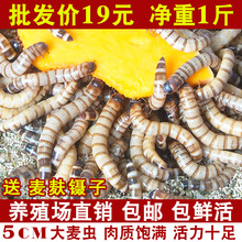 面包虫大麦虫活虫蛋白虫鲜活黄粉虫龙鱼饲料活体八哥画眉鸟食虫子