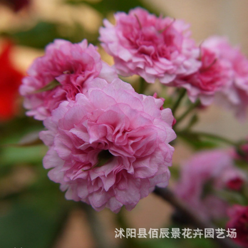 樱花种子山樱花树种子樱桃树种子阳台盆栽庭院观赏树种籽跨境