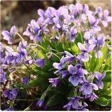紫花地丁种子花种籽子矮生地被花苗草种籽盆栽多年生四季种植种孑