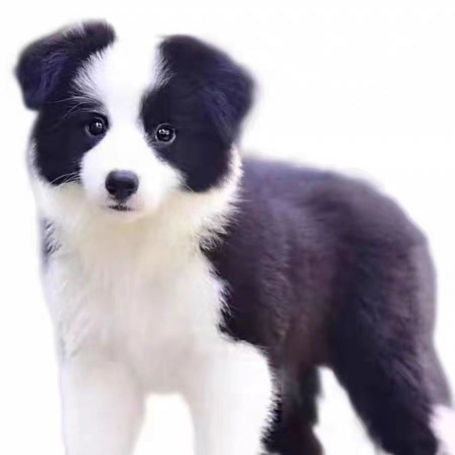 纯种黑白边牧活体幼犬 边境牧羊犬放牧犬家养宠物边牧幼崽狗狗