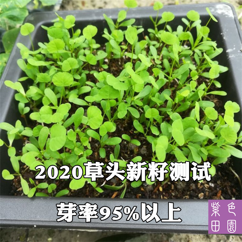 金花菜草头种子三叶秧草大叶黄花菜苜蓿上海特产母齐头春秋季蔬菜