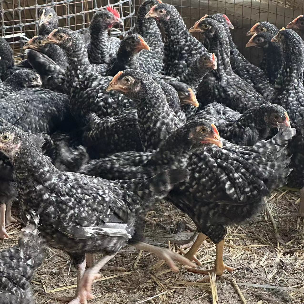 农户散养芦花鸡种鸡出售活体青年芦花鸡价格小鸡苗出售量大包邮