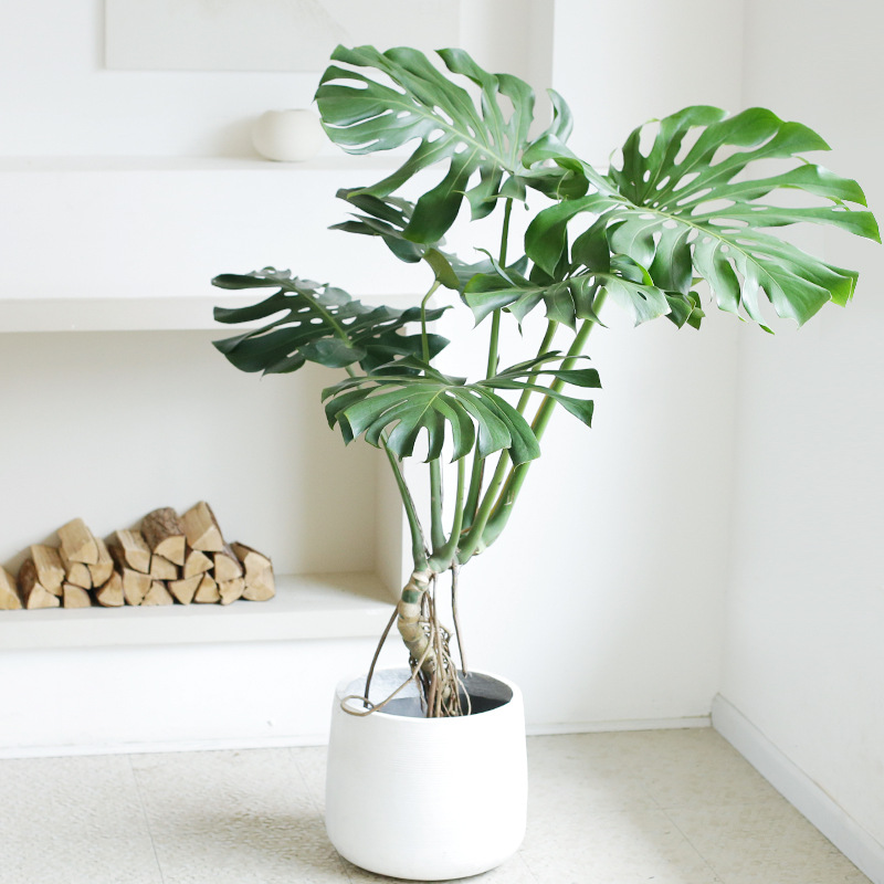 老桩龟背竹大型盆栽多年生植物净化空气吸甲醛北欧风室内客厅绿植