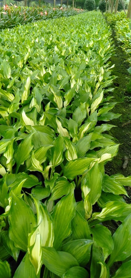 花叶金边玉簪苗园林绿化地被植物批发