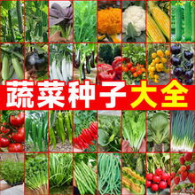 一件代发蔬菜种子大全四季春播盆栽阳台庭院菜种籽生香菜玉米黄瓜